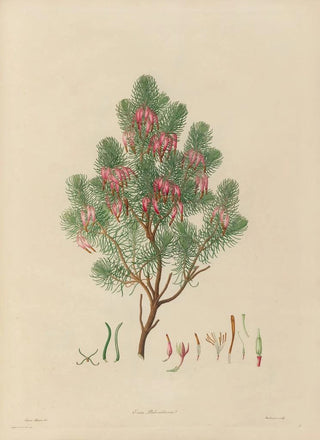 Franz Andreas Bauer - Delineations of exotick plants cultivated in the Royal gardens at Kew Pl09.webp