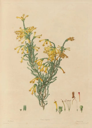 Franz Andreas Bauer - Delineations of exotick plants cultivated in the Royal gardens at Kew Pl12.webp