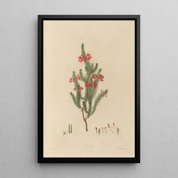 Franz Andreas Bauer - Delineations of exotick plants cultivated in the Royal gardens at Kew Pl25.webp