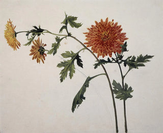 Franz Theobald Horny - Chrysanthemums.webp