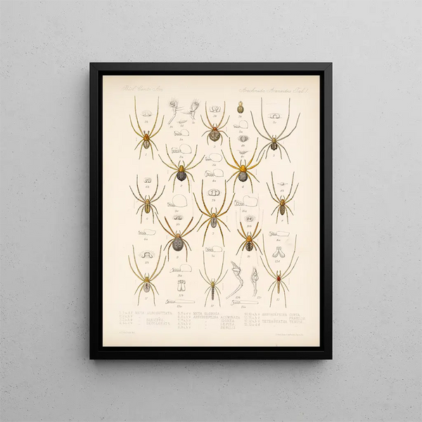 Frederick DuCane Godman - Arachnida Araneidea Pl 01.webp