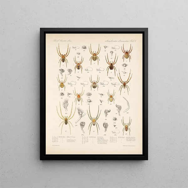 Frederick DuCane Godman - Arachnida Araneidea Pl 05.webp
