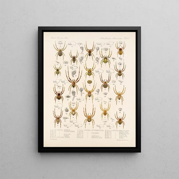 Frederick DuCane Godman - Arachnida Araneidea Pl 06.webp