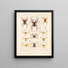 Arachnida Araneidea Pl 12 - Frederick DuCane Godman — quadro incorniciato alla parete