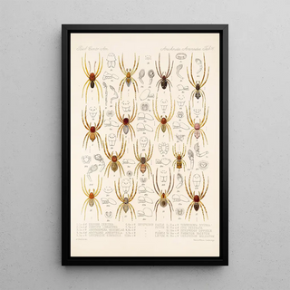 Frederick DuCane Godman - Arachnida Araneidea Pl 16.webp