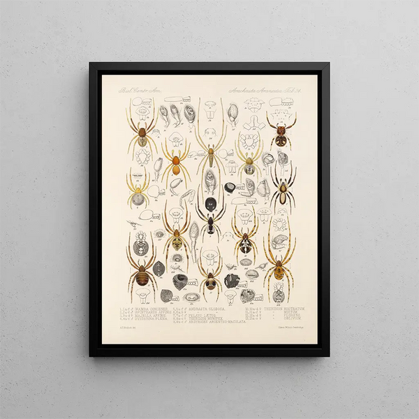 Frederick DuCane Godman - Arachnida Araneidea Pl 24.webp