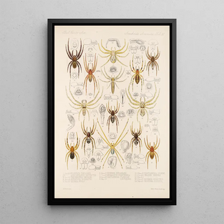 Frederick DuCane Godman - Arachnida Araneidea Pl 32.webp