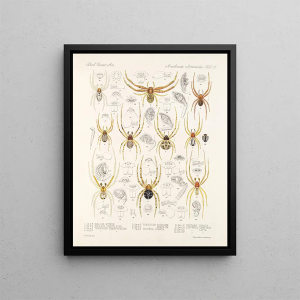 Frederick DuCane Godman - Arachnida Araneidea Pl 35.webp
