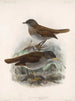 Aves Pl 01 - Frederick DuCane Godman — vista dell’opera