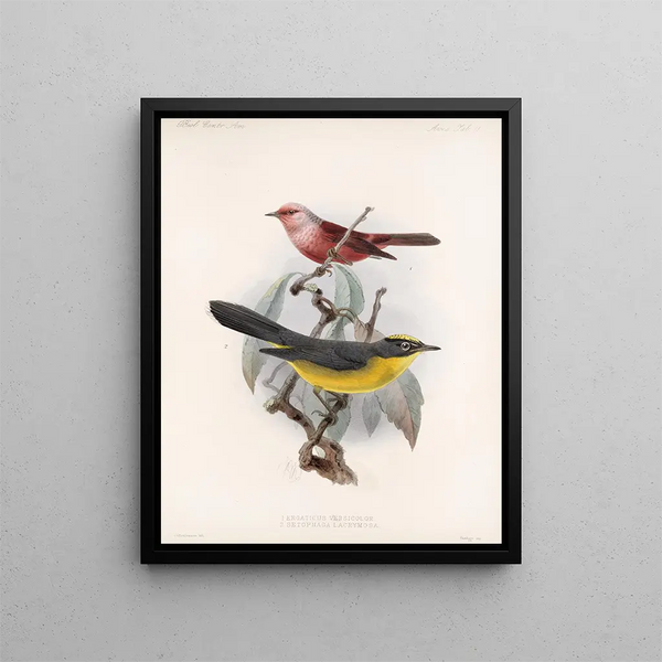Frederick DuCane Godman - Aves Pl 11.webp