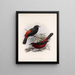 Aves Pl 19 - Frederick DuCane Godman — quadro incorniciato alla parete