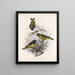 Aves Pl 32 - Frederick Du Cane Godman — quadro incorniciato alla parete