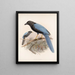Aves Pl 36 - Frederick Du Cane Godman — quadro incorniciato alla parete