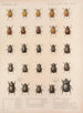 Insetti Coleotteri Pl 018 - Frederick Du Cane Godman — vista dell’opera