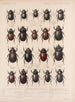 Insekten Käfer Pl 019 - Frederick Du Cane Godman — Ansicht des Kunstwerks