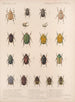 Insetti Coleotteri Pl 021 - Frederick Du Cane Godman — vista dell’opera