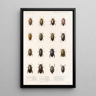 Frederick DuCane Godman - Insecta Coleoptera Pl 038.webp