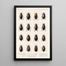 Insecta Coleoptera Pl 039 - Frederick DuCane Godman — gerahmtes Bild an der Wand