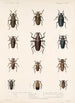Insecta Coleoptera Pl 208 - Frederick DuCane Godman — Ansicht des Kunstwerks
