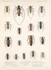 Insekten Käfer Pl 209 - Frederick Du Cane Godman — Ansicht des Kunstwerks
