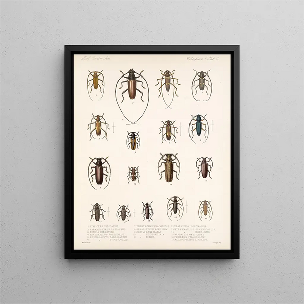 Frederick DuCane Godman - Insecta Coleoptera Pl 209.webp