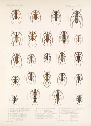 Frederick DuCane Godman - Insecta Coleoptera Pl 210.webp