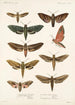 Insecta Lepidoptera Heterocera Pl 001 - Frederick DuCane Godman — Ansicht des Kunstwerks