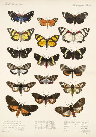 Frederick DuCane Godman - Insecta LepidopteraHeterocera Pl 011.webp