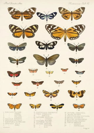Frederick DuCane Godman - Insecta LepidopteraHeterocera Pl 012.webp