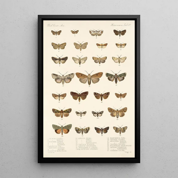 Frederick DuCane Godman - Insecta LepidopteraHeterocera Pl 027.webp