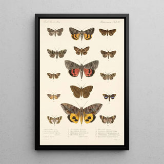 Frederick DuCane Godman - Insecta LepidopteraHeterocera Pl 031.webp