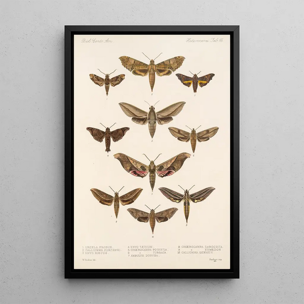 Frederick DuCane Godman - Insecta LepidopteraHeterocera Pl 066.webp