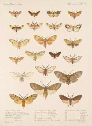 Frederick DuCane Godman - Insecta LepidopteraHeterocera Pl 074.webp