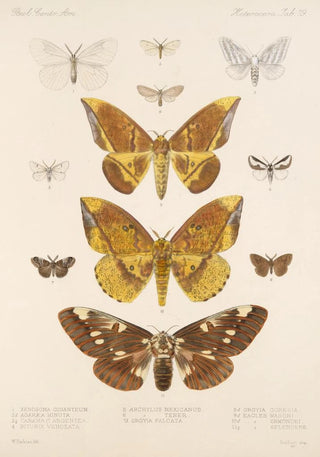 Frederick DuCane Godman - Insecta LepidopteraHeterocera Pl 079.webp