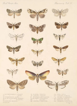 Frederick DuCane Godman - Insecta LepidopteraHeterocera Pl 091.webp