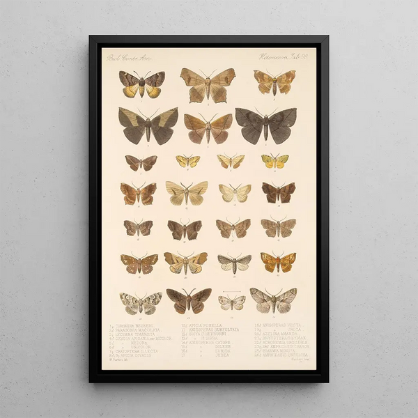 Frederick DuCane Godman - Insecta LepidopteraHeterocera Pl 098.webp