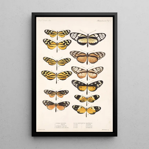 Frederick DuCane Godman - Insecta LepidopteraRhopalocera Pl 001.webp