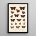 Insecta Lepidoptera Rhopalocera Pl 009 - Frederick DuCane Godman — gerahmtes Bild an der Wand