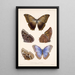 Insecta Lepidoptera Rhopalocera Pl 011 - Frederick DuCane Godman — framed artwork on a wall