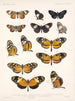 Insekten Lepidoptera Rhopalocera Pl 016 - Frederick Du Cane Godman — Ansicht des Kunstwerks