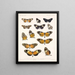 Insekten Lepidoptera Rhopalocera Pl 016 - Frederick Du Cane Godman — gerahmtes Bild an der Wand