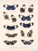 Insetti Lepidotteri Rhopaloceri Pl 018 - Frederick Du Cane Godman — vista dell’opera