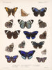 Insetti Lepidotteri Rhopaloceri Pl 023 - Frederick Du Cane Godman — vista dell’opera