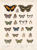 Insekten Lepidoptera Rhopalocera Pl 025 - Frederick Du Cane Godman — Ansicht des Kunstwerks