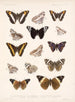 Insekten Lepidoptera Rhopalocera Pl 031 - Frederick Du Cane Godman — Ansicht des Kunstwerks