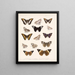 Insekten Lepidoptera Rhopalocera Pl 031 - Frederick Du Cane Godman — gerahmtes Bild an der Wand