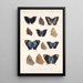 Insecta Lepidoptera Rhopalocera Pl 037 - Frederick DuCane Godman — quadro incorniciato alla parete