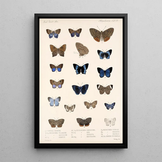 Frederick DuCane Godman - Insecta LepidopteraRhopalocera Pl 039.webp