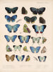 Insekten Lepidoptera Rhopalocères Pl 049 - Frederick DuCane Godman — Ansicht des Kunstwerks