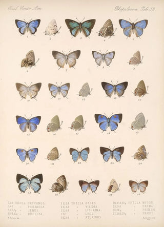Frederick DuCane Godman - Insecta LepidopteraRhopalocera Pl 054.webp